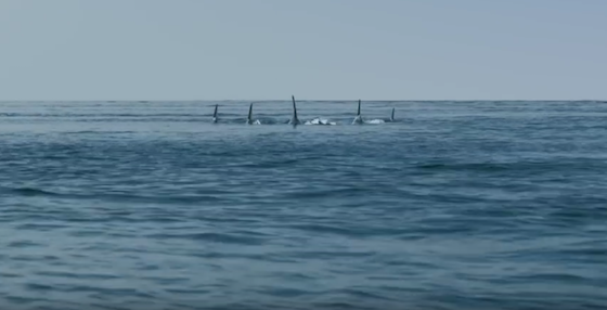 Deep Blue Sea 2 - Movie Trailer