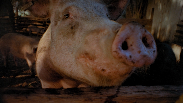 Pigs (1972) - Blu-ray Review