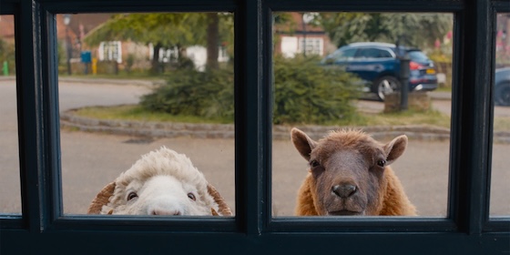 The Sheep Detectives (2026)